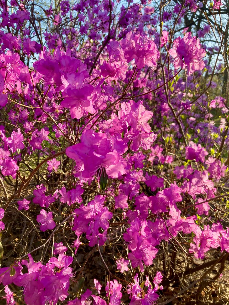 Фото: Наш Київ Фото: Наш Київ