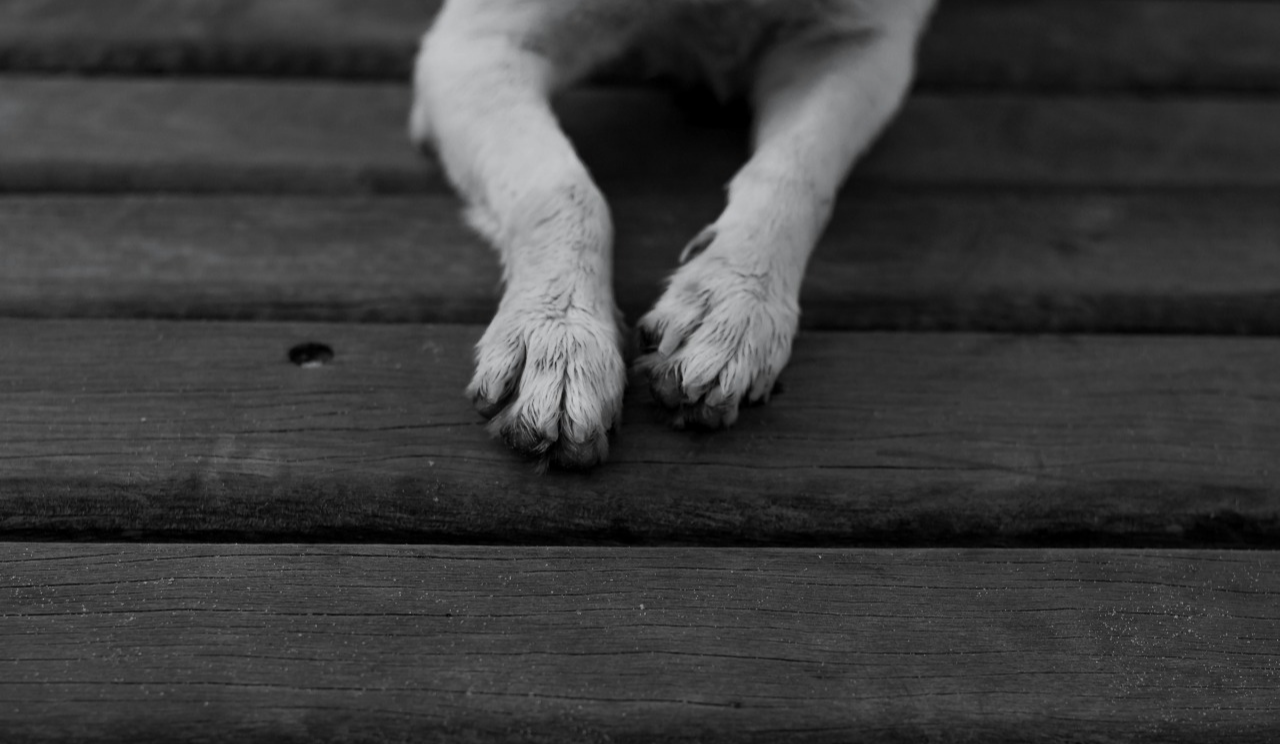 У супермаркеті на Київщині виявили тіло собаки: справу розслідує поліція