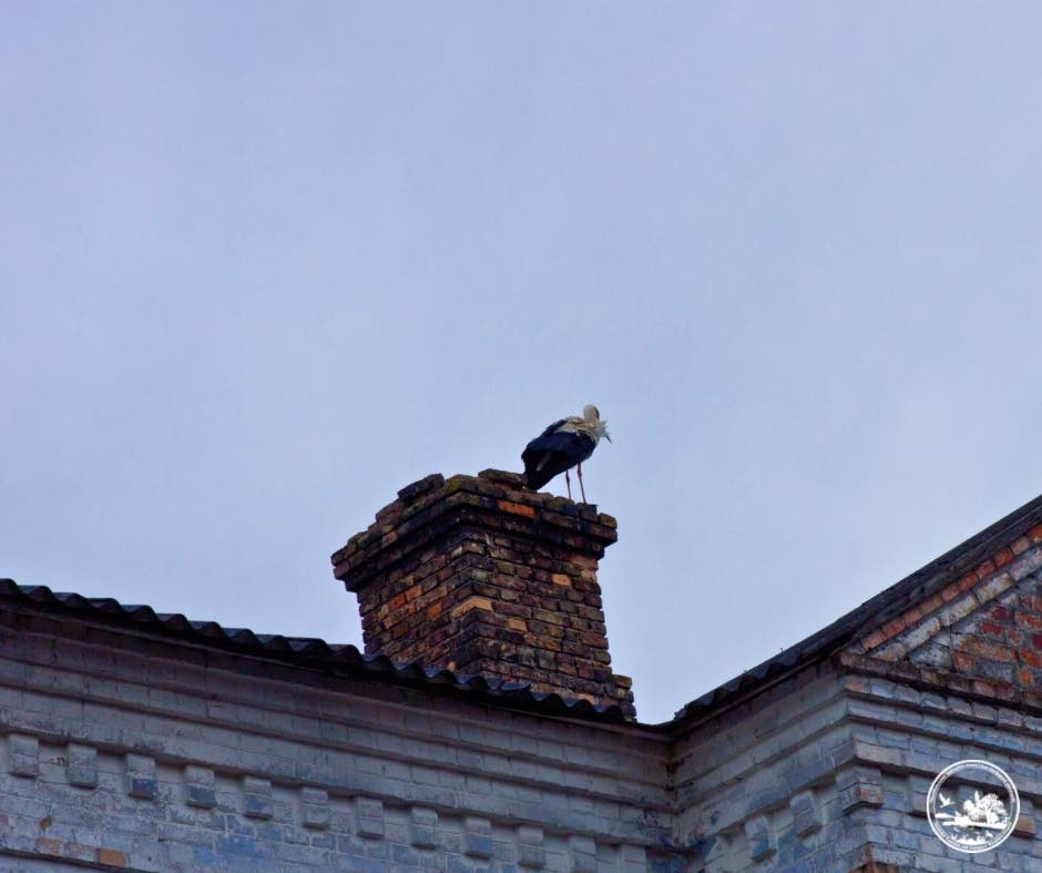 Вперше за 20 років до Чорнобиля повернулися білі лелеки: фото