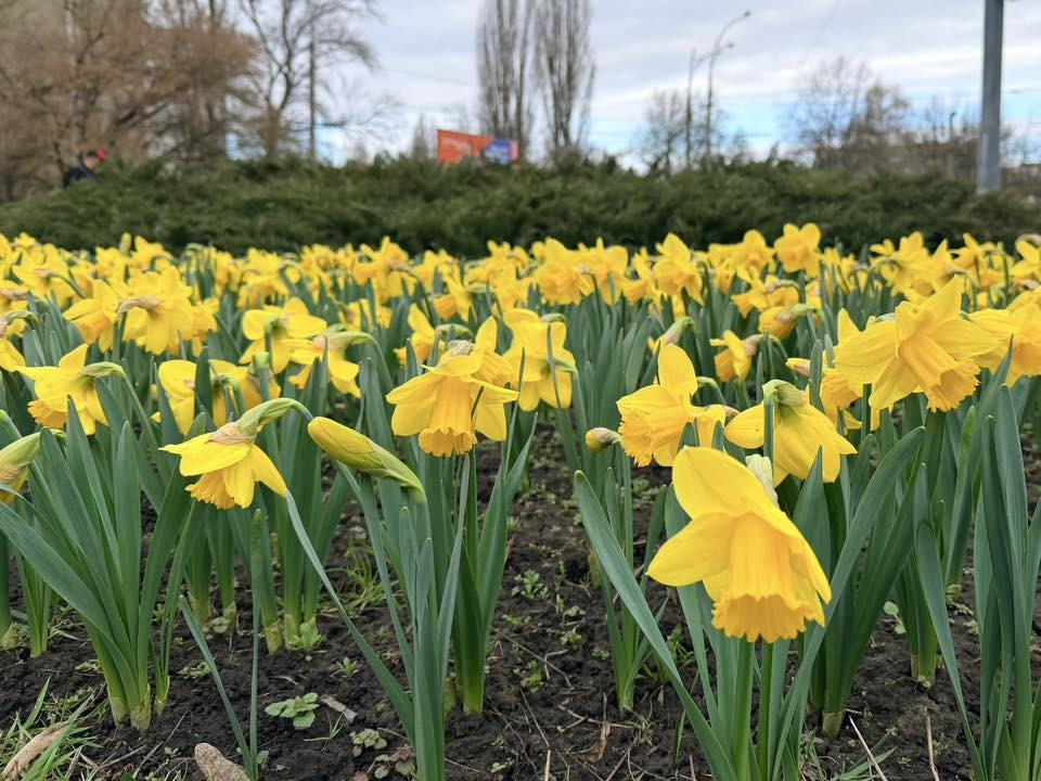 У зелених зонах Голосіївського району Києва квітнуть гіацинти та нарциси: де їх шукати