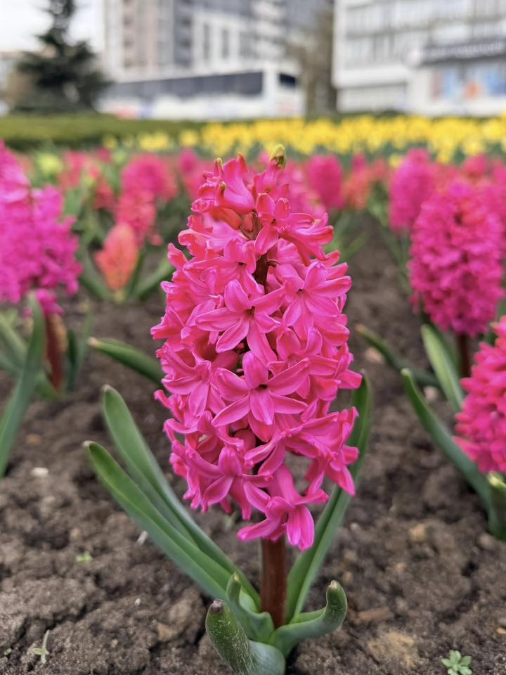 У зелених зонах Голосіївського району Києва квітнуть гіацинти та нарциси: де їх шукати