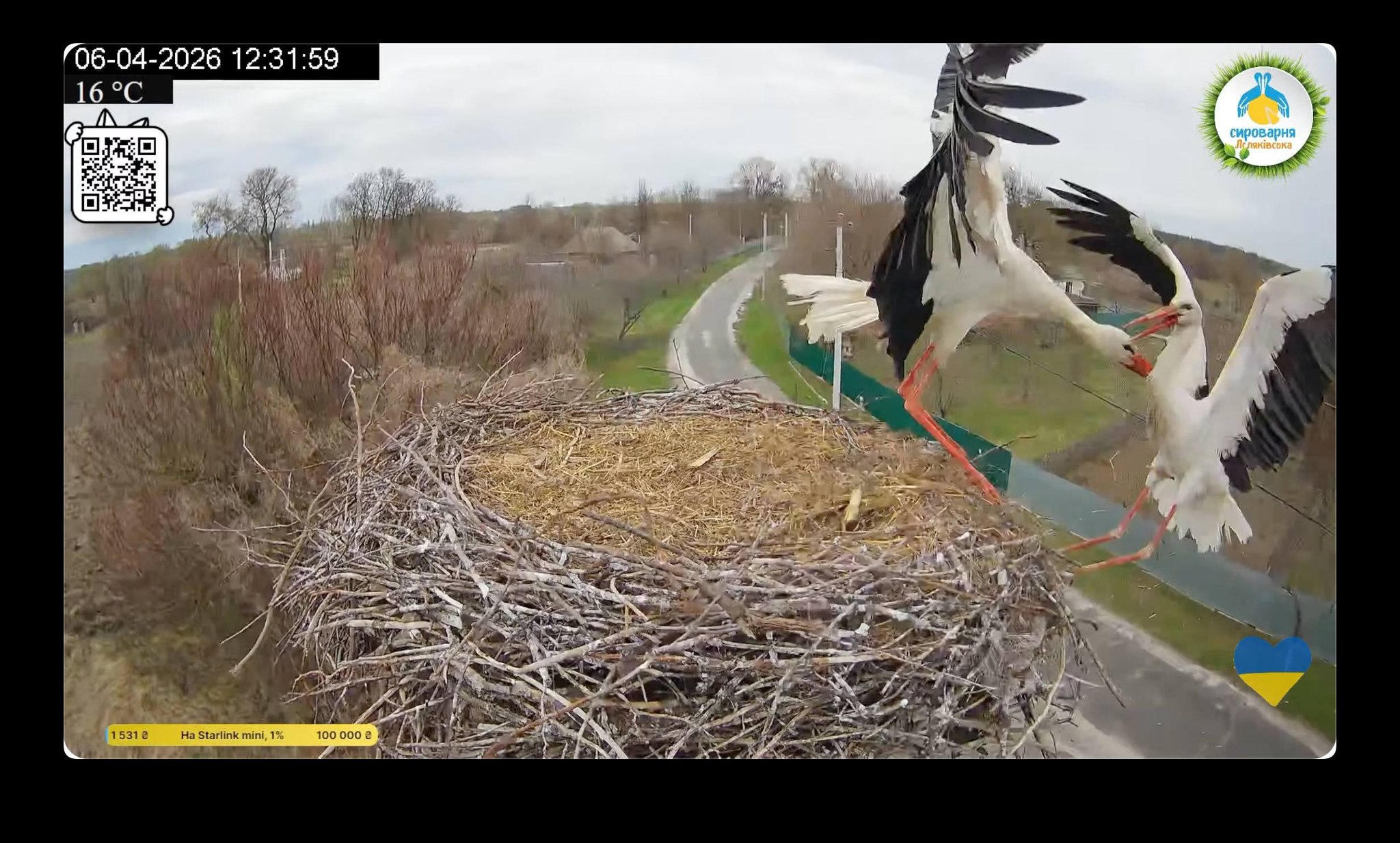 Лелека Грицик відбив своє гніздо у суперника Леля та повернув Одарку