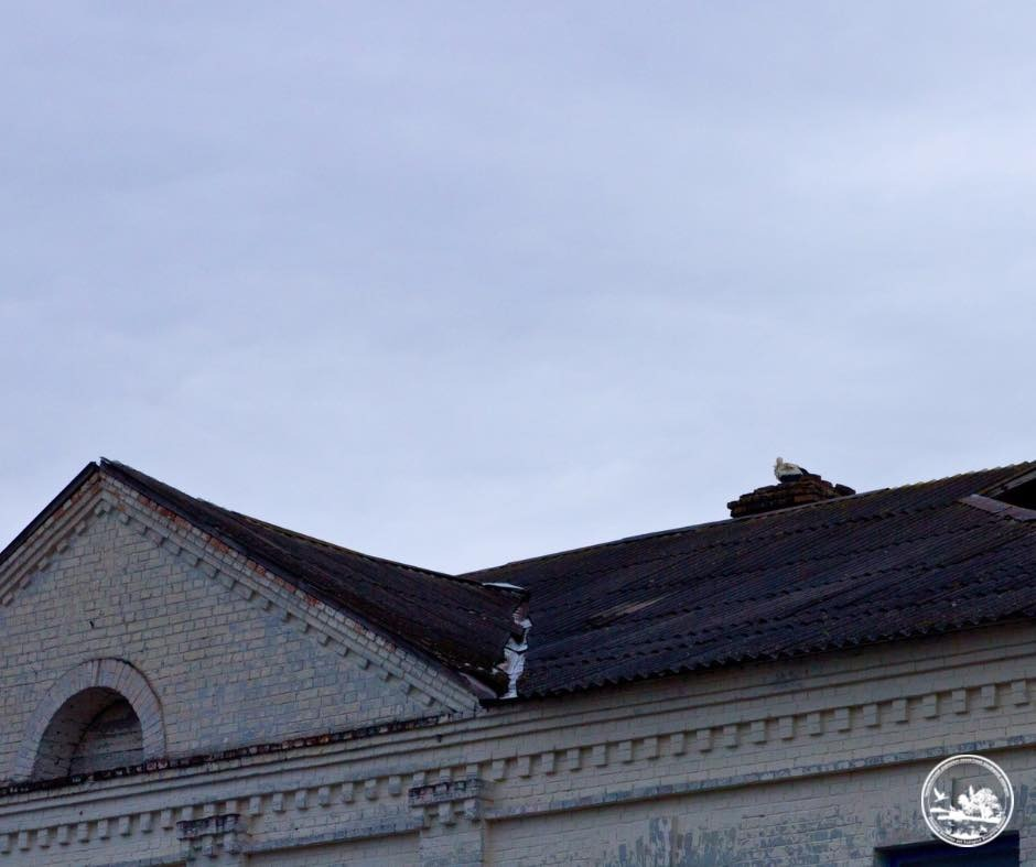 Вперше за 20 років до Чорнобиля повернулися білі лелеки: фото