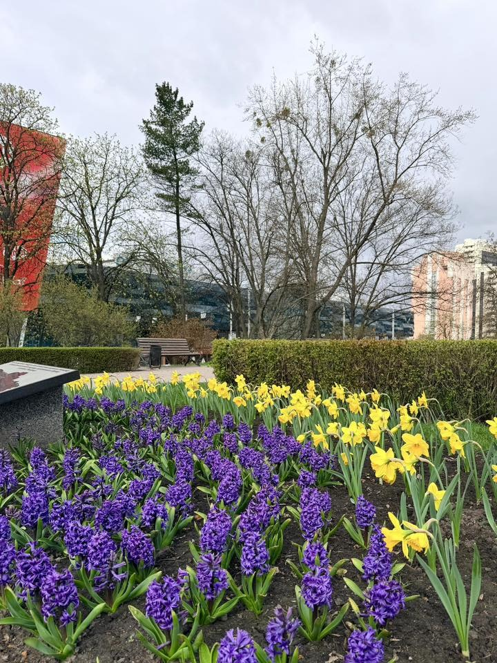 У зелених зонах Голосіївського району Києва квітнуть гіацинти та нарциси: де їх шукати