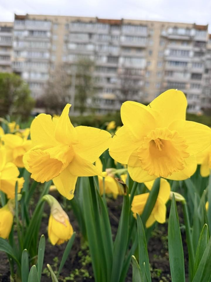У зелених зонах Голосіївського району Києва квітнуть гіацинти та нарциси: де їх шукати
