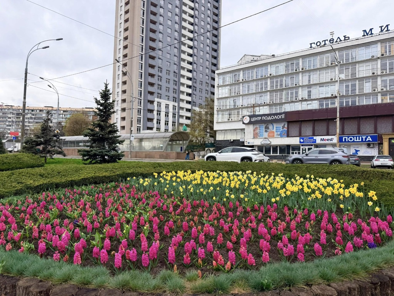 У зелених зонах Голосіївського району Києва квітнуть гіацинти та нарциси: де їх шукати