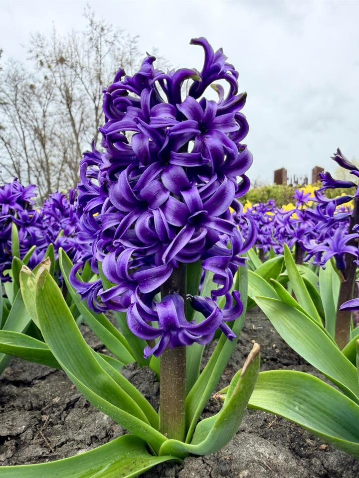 У зелених зонах Голосіївського району Києва квітнуть гіацинти та нарциси: де їх шукати