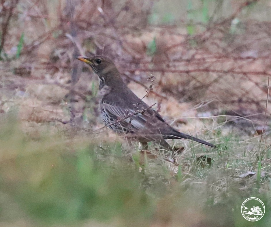 У Чорнобильському заповіднику на Київщині вперше за 50 років з’явився гірський дрізд: фото