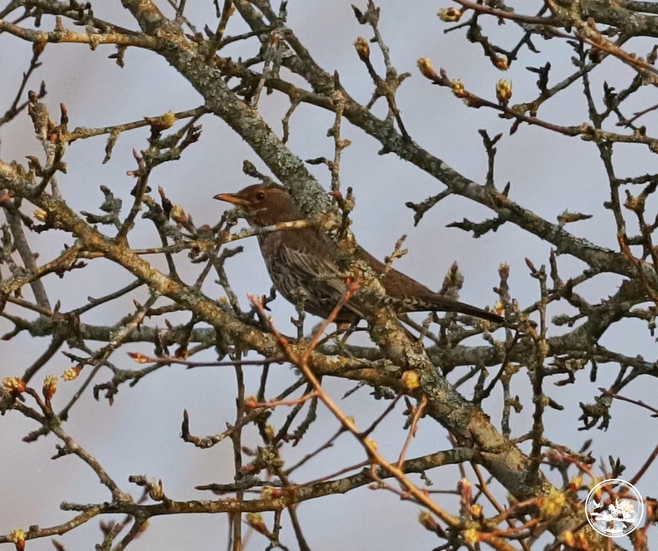 У Чорнобильському заповіднику на Київщині вперше за 50 років з’явився гірський дрізд: фото