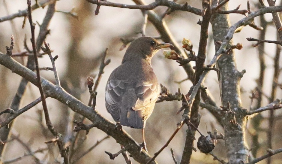 У Чорнобильському заповіднику вперше за 50 років з’явився гірський дрізд: фото