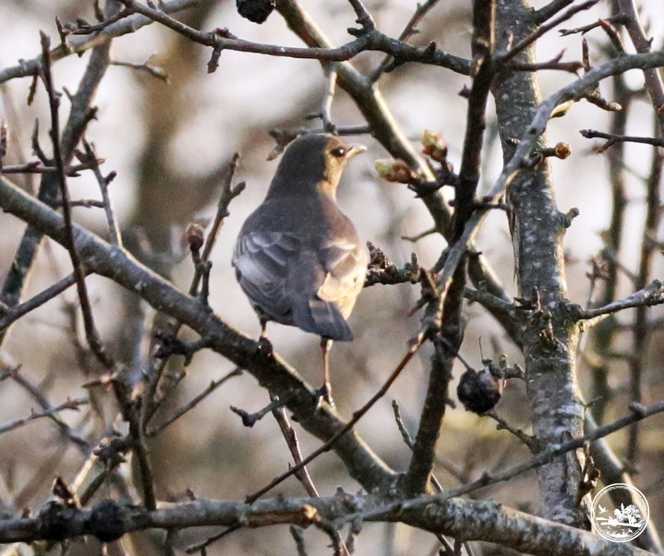 У Чорнобильському заповіднику на Київщині вперше за 50 років з’явився гірський дрізд: фото