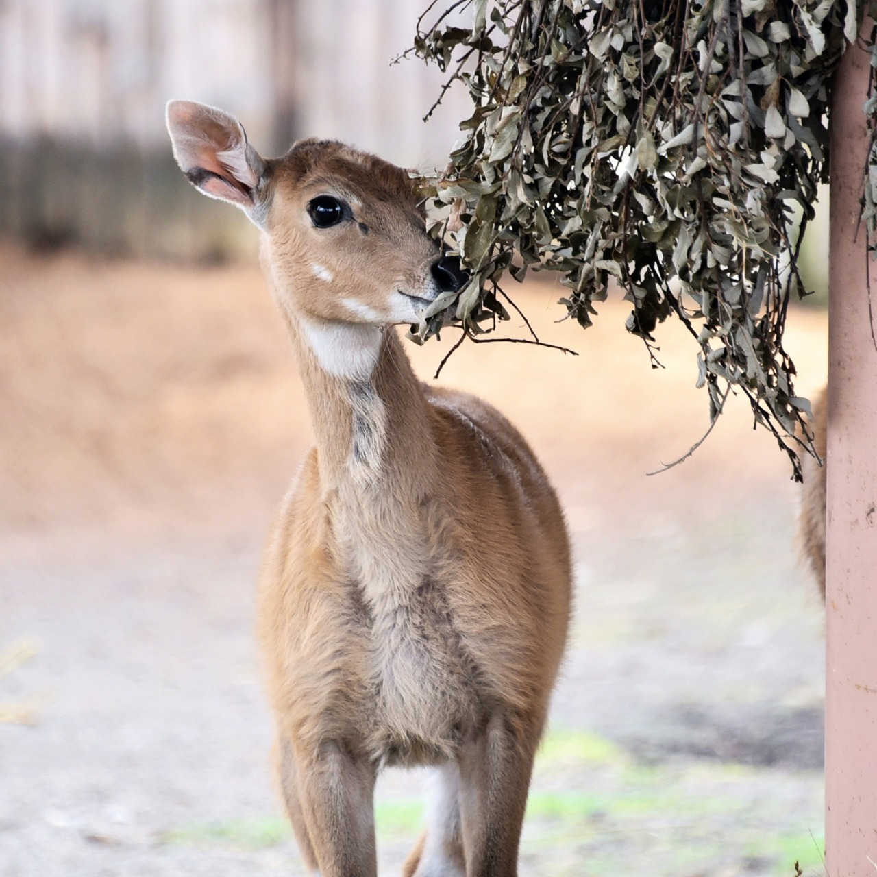 Показові годування у КиївЗоо: на вихідних 11-12 квітня 2026 року можна побачити дитинчат антилоп нільгау
