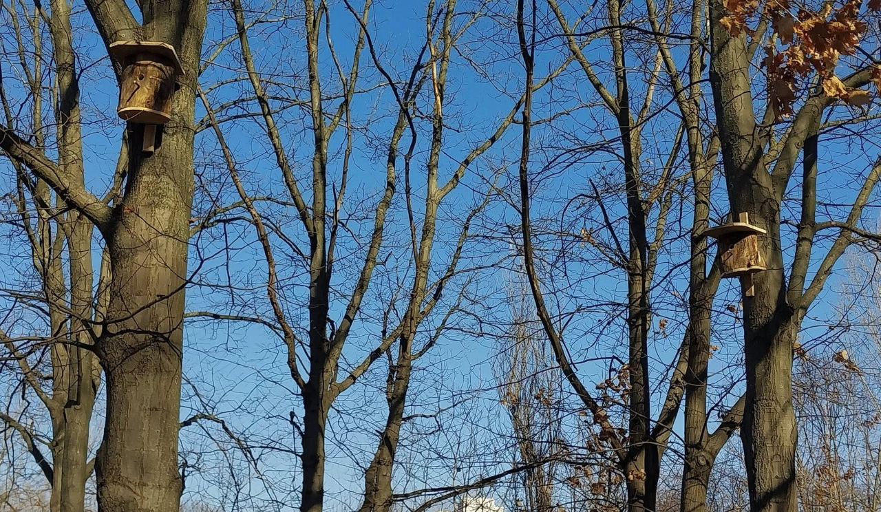 Понад пів сотні нових шпаківень облаштували в парках і скверах Києва: фото