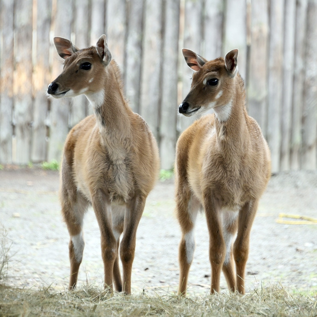 Показові годування у КиївЗоо: на вихідних 11-12 квітня 2026 року можна побачити дитинчат антилоп нільгау