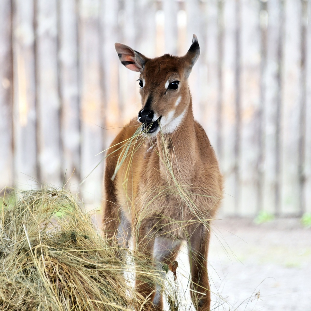 Фото: КиївЗоо Показові годування у КиївЗоо: на вихідних 11-12 квітня 2026 року можна побачити дитинчат антилоп нільгау