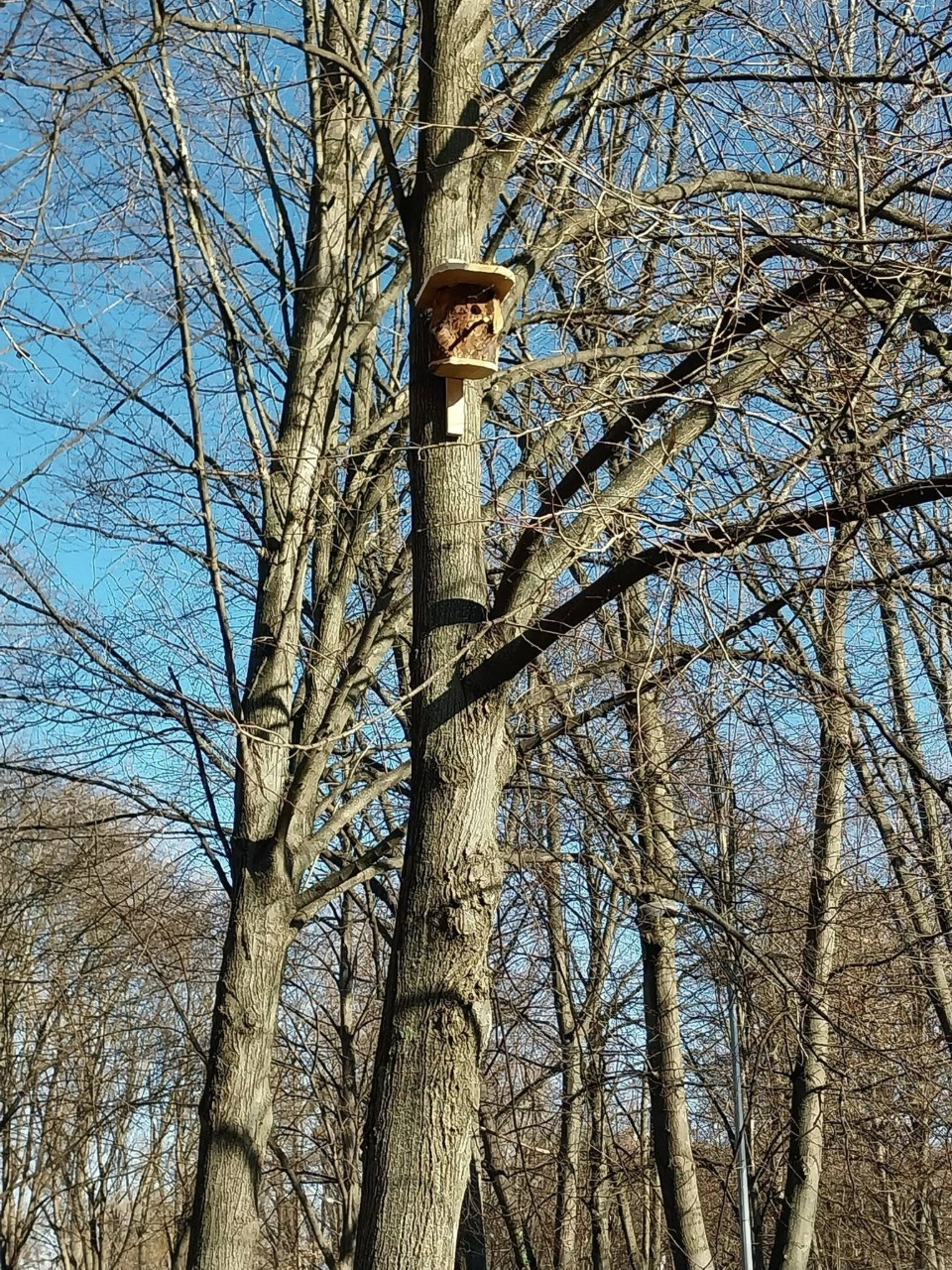Понад пів сотні нових шпаківень облаштували в парках і скверах Києва: фото