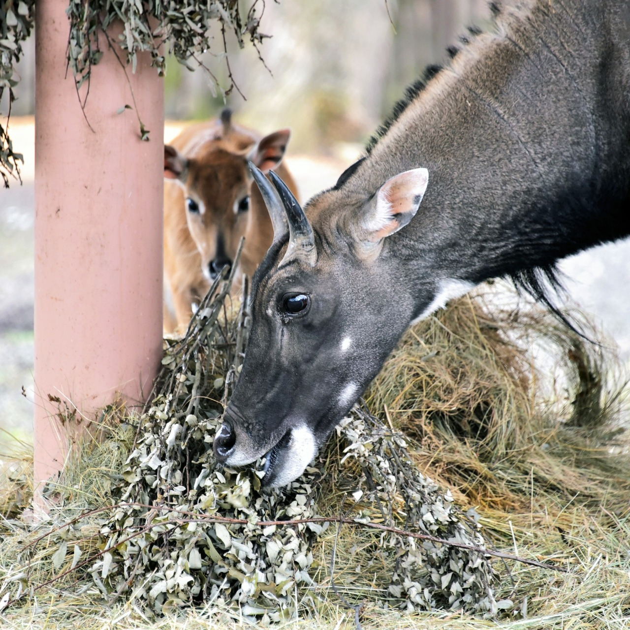 Фото: КиївЗоо Показові годування у КиївЗоо: на вихідних 11-12 квітня 2026 року можна побачити дитинчат антилоп нільгау