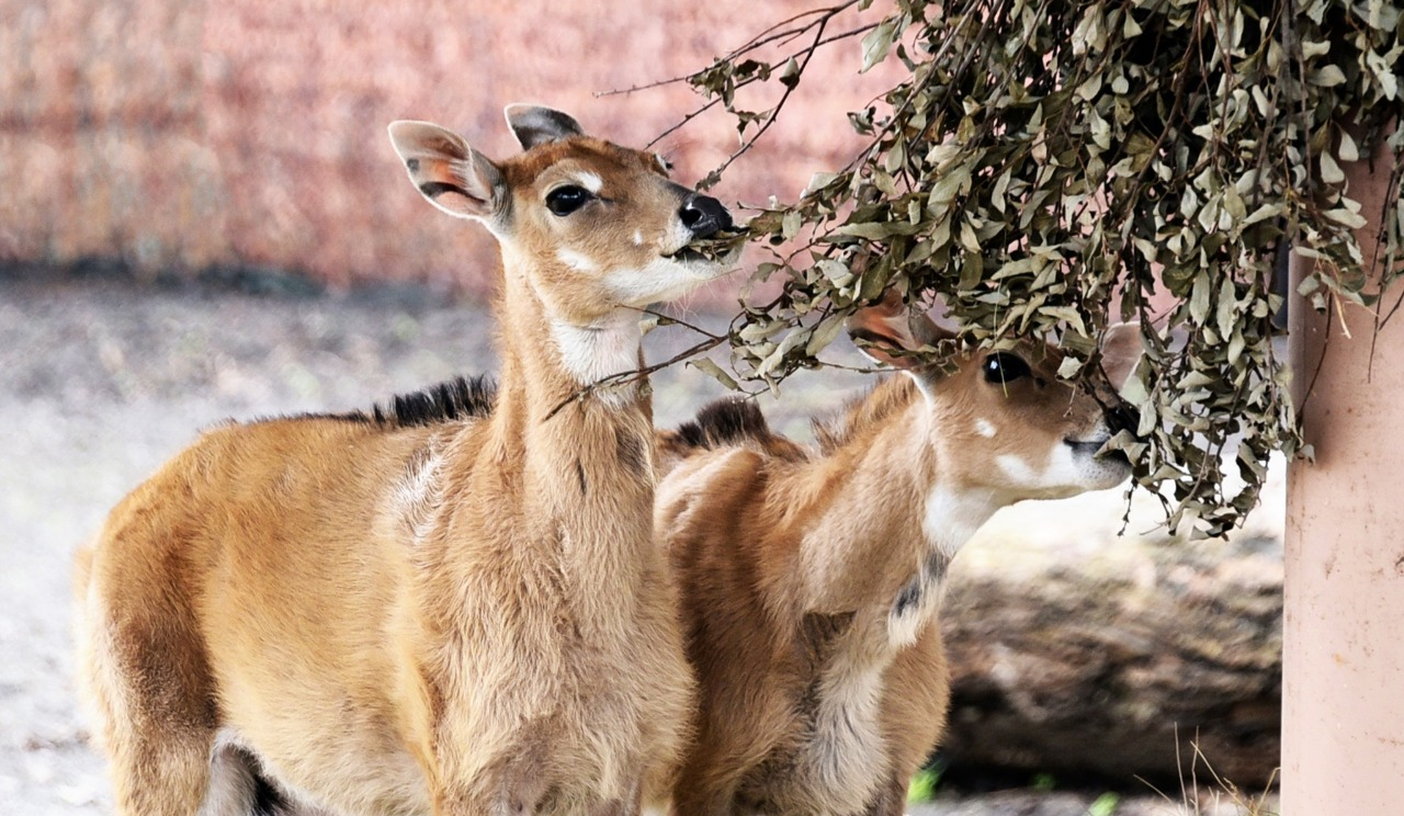 Показові годування у КиївЗоо: на вихідних можна побачити дитинчат антилоп нільгау