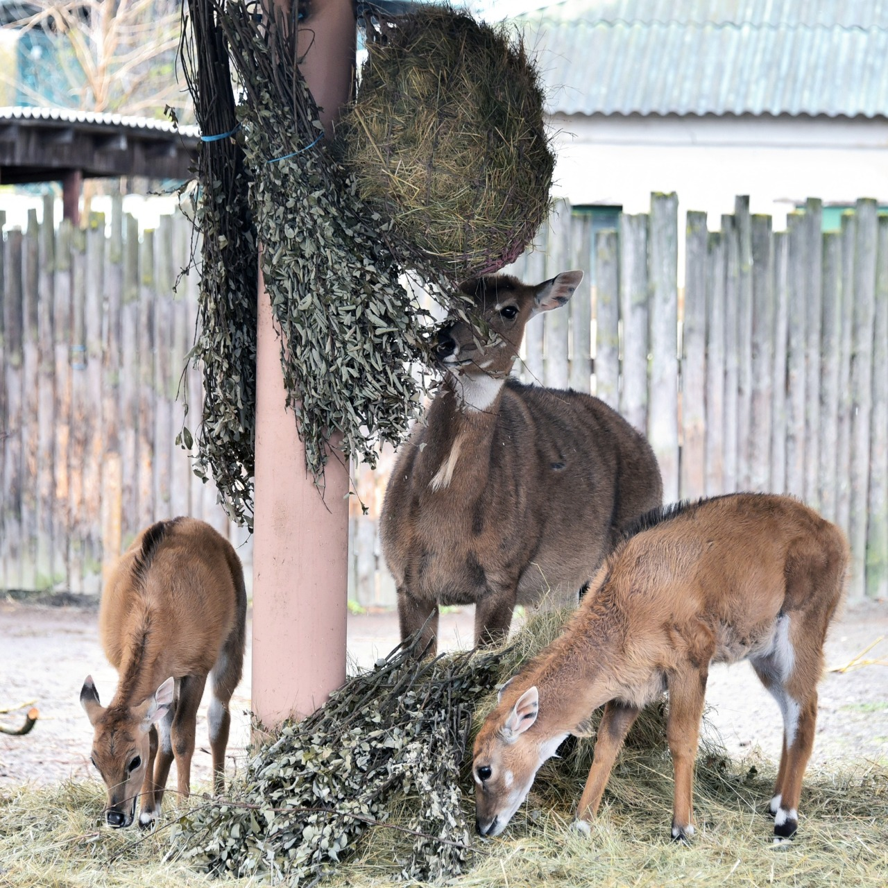 Показові годування у КиївЗоо: на вихідних 11-12 квітня 2026 рокуможна побачити дитинчат антилоп нільгау