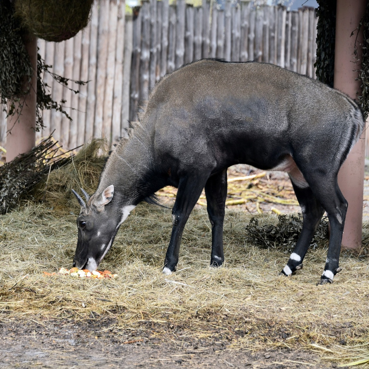 Показові годування у КиївЗоо: на вихідних 11-12 квітня 2026 року можна побачити дитинчат антилоп нільгау