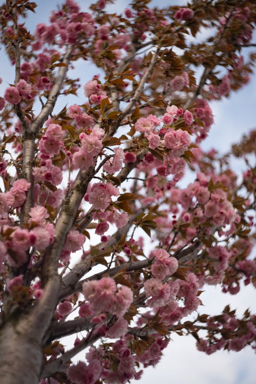 У Добропарку на Київщині готуються до відкриття сезону тюльпанів: що чекає на відвідувачів