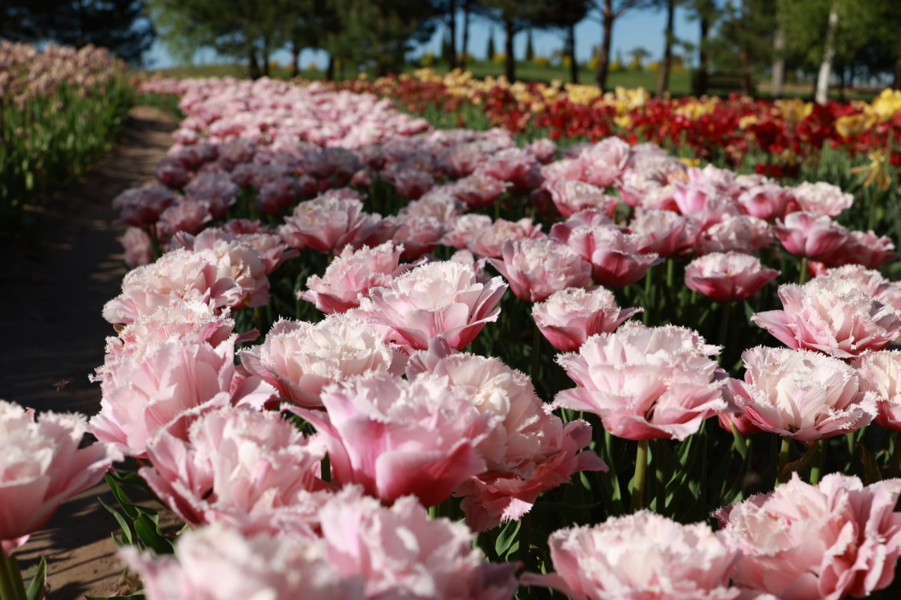 У Добропарку на Київщині готуються до відкриття сезону тюльпанів: що чекає на відвідувачів