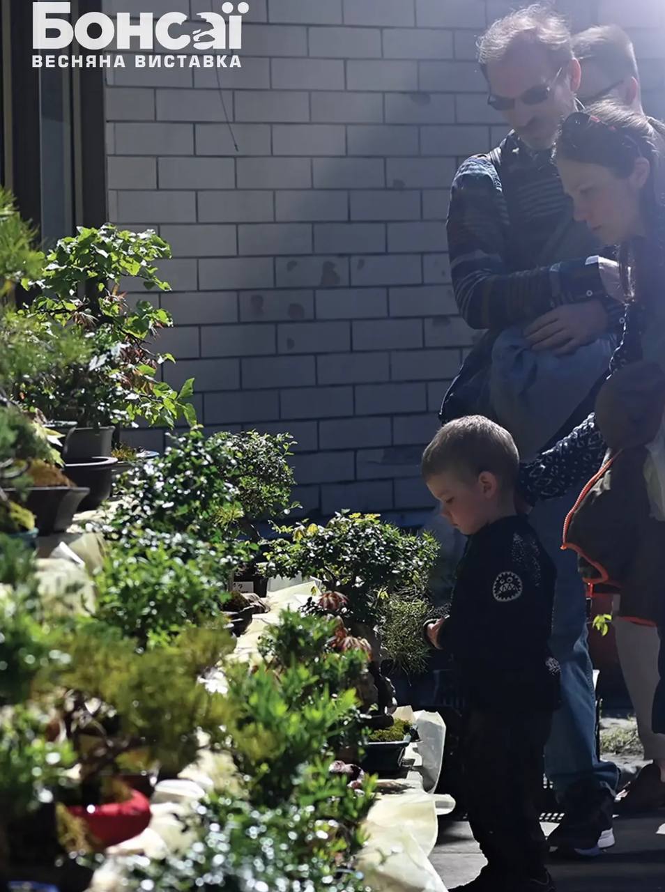 У столичному ботсаду Гришка пройде виставка бонсай