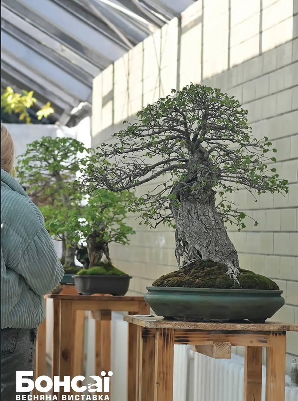 У столичному ботсаду Гришка пройде виставка бонсай