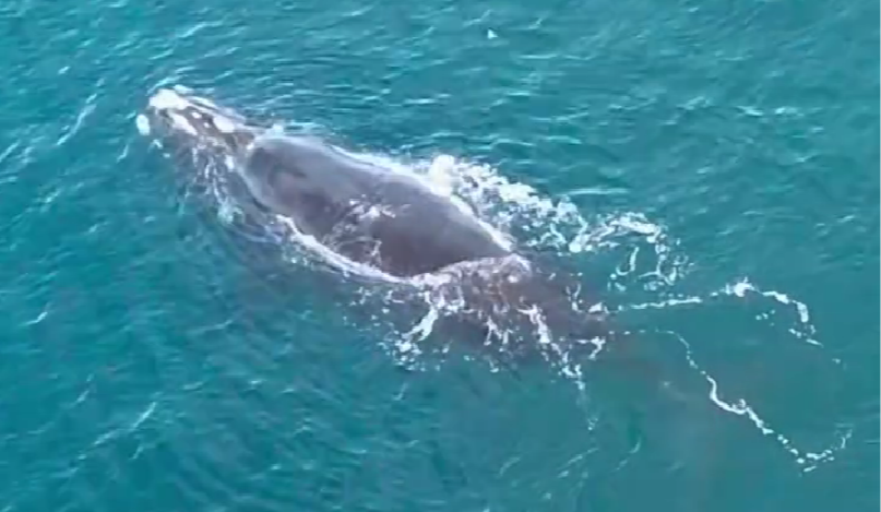 Українські полярники зустріли рідкісних південних гладких китів: відео