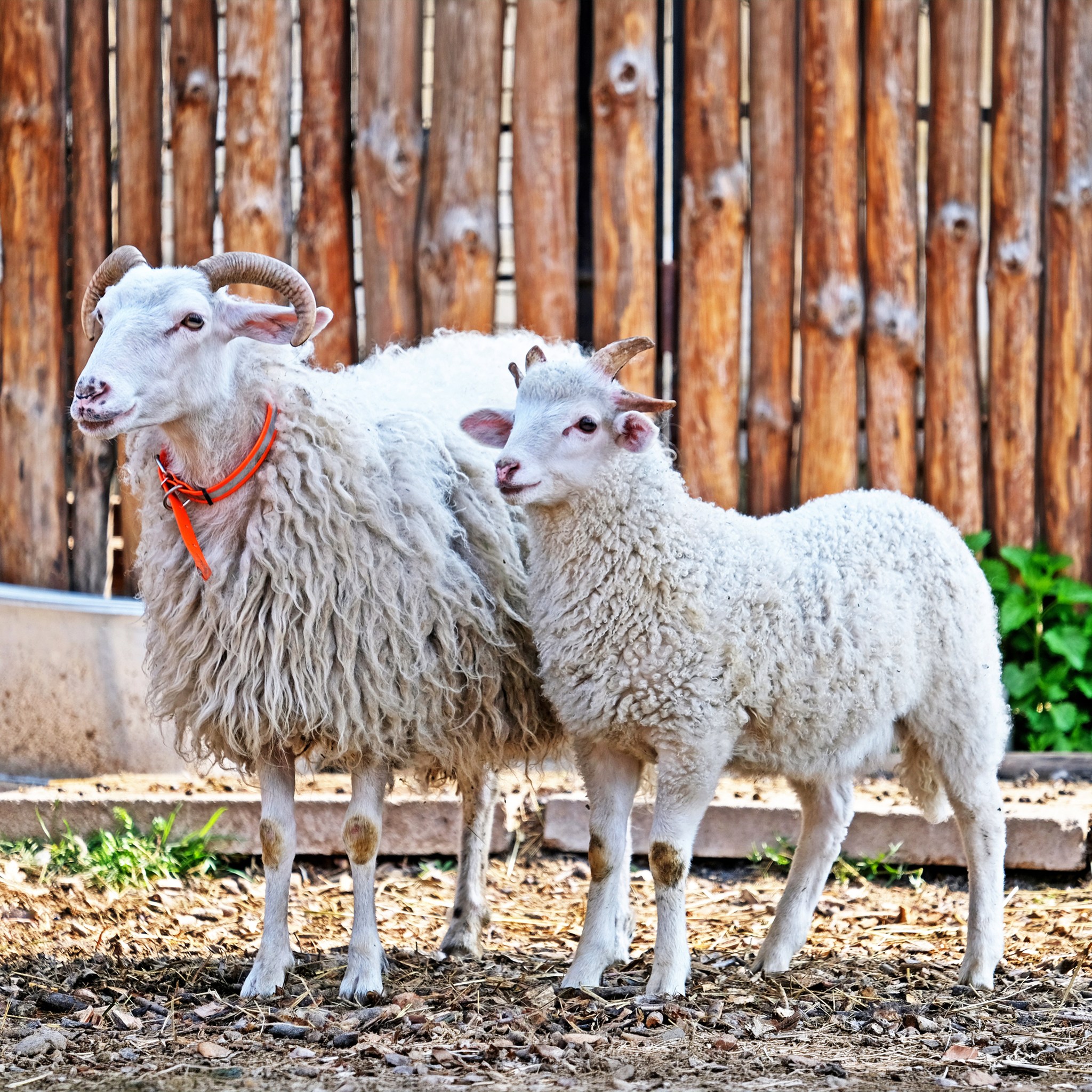 У КиївЗоо запрошують подивитися на грайливих маленьких ягнят