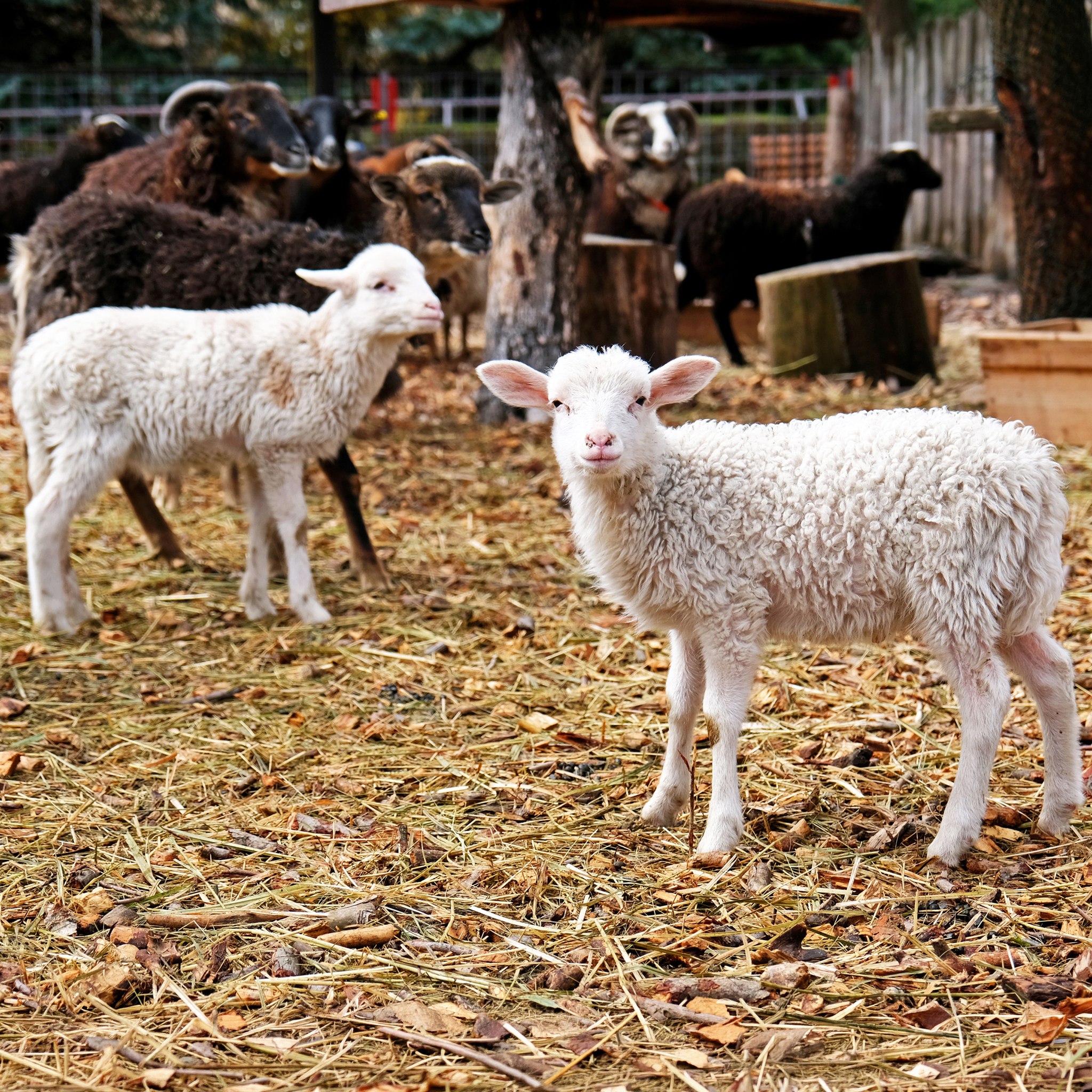 У КиївЗоо запрошують подивитися на грайливих маленьких ягнят