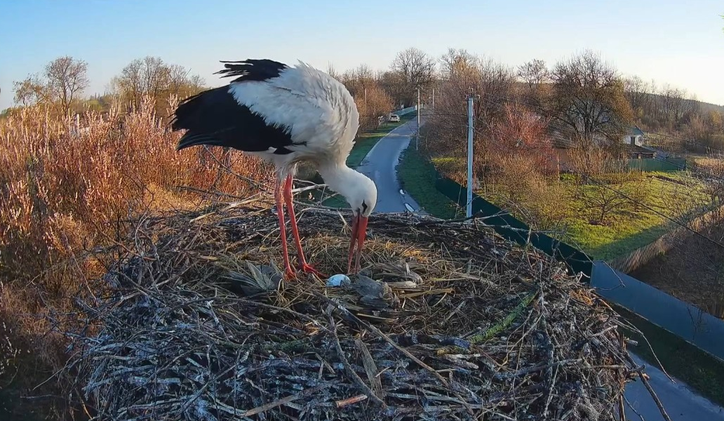 У гнізді лелек Грицька та Одарки з’явилося перше яйце: воно може бути від Леля