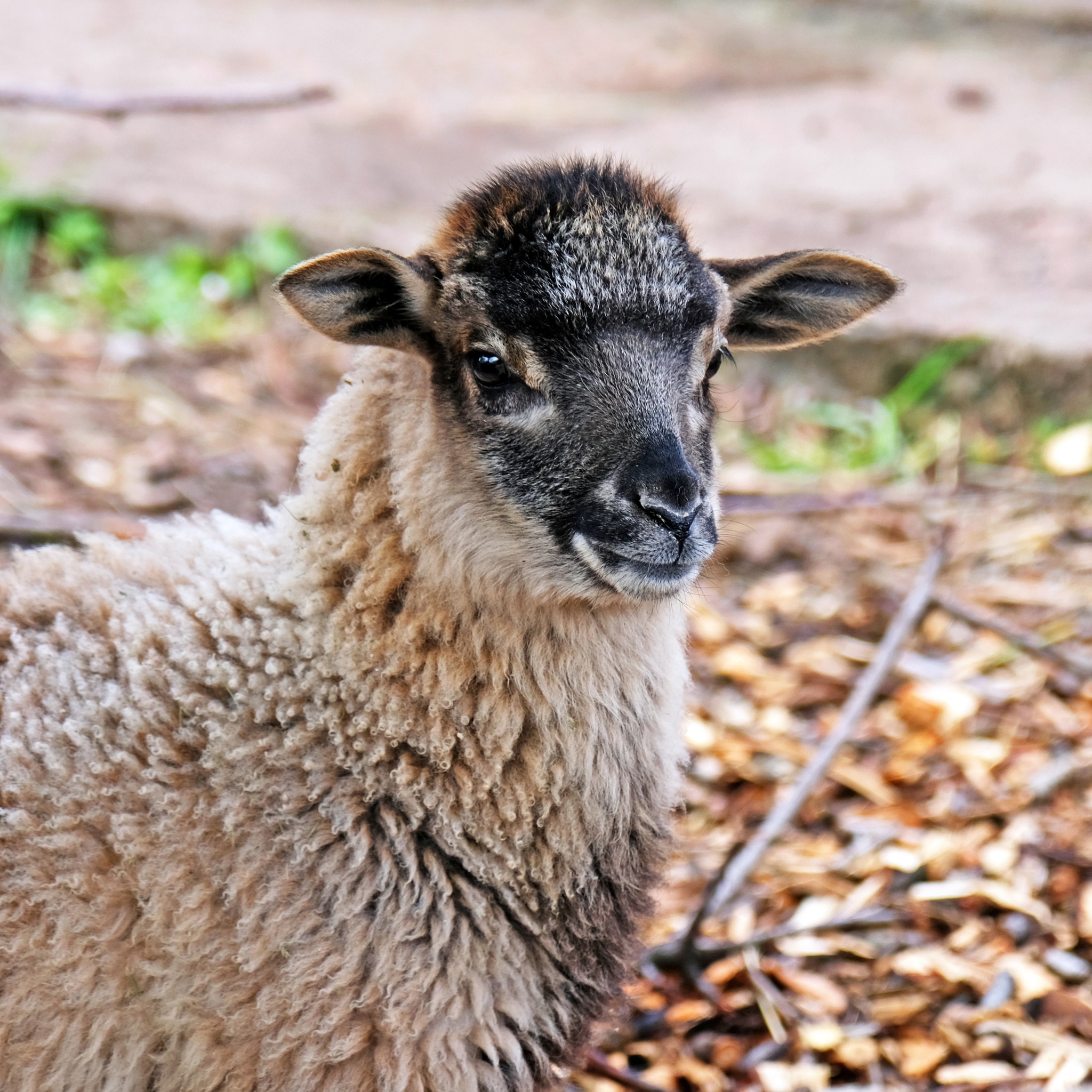У КиївЗоо запрошують подивитися на грайливих маленьких ягнят