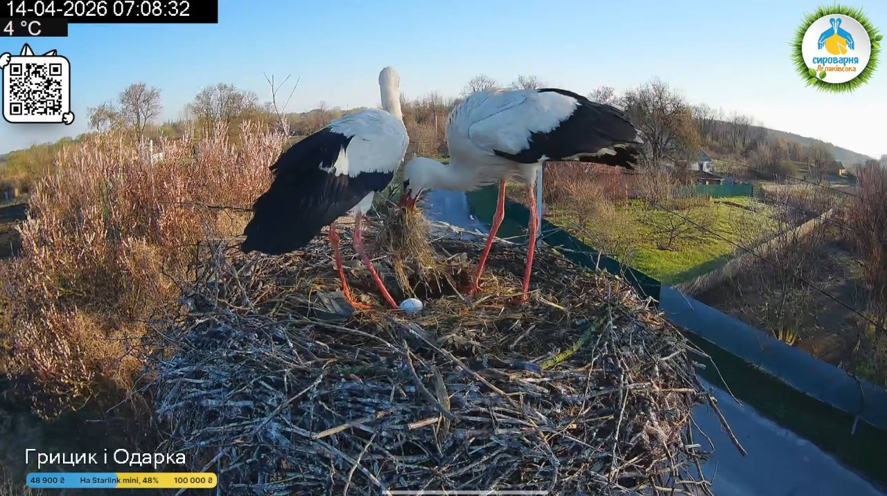 У гнізді лелек Грицька та Одарки з’явилося перше яйце: воно може бути від Леля