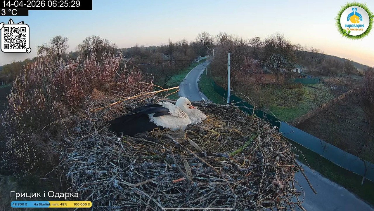 У гнізді лелек Грицька та Одарки з’явилося перше яйце: воно може бути від Леля