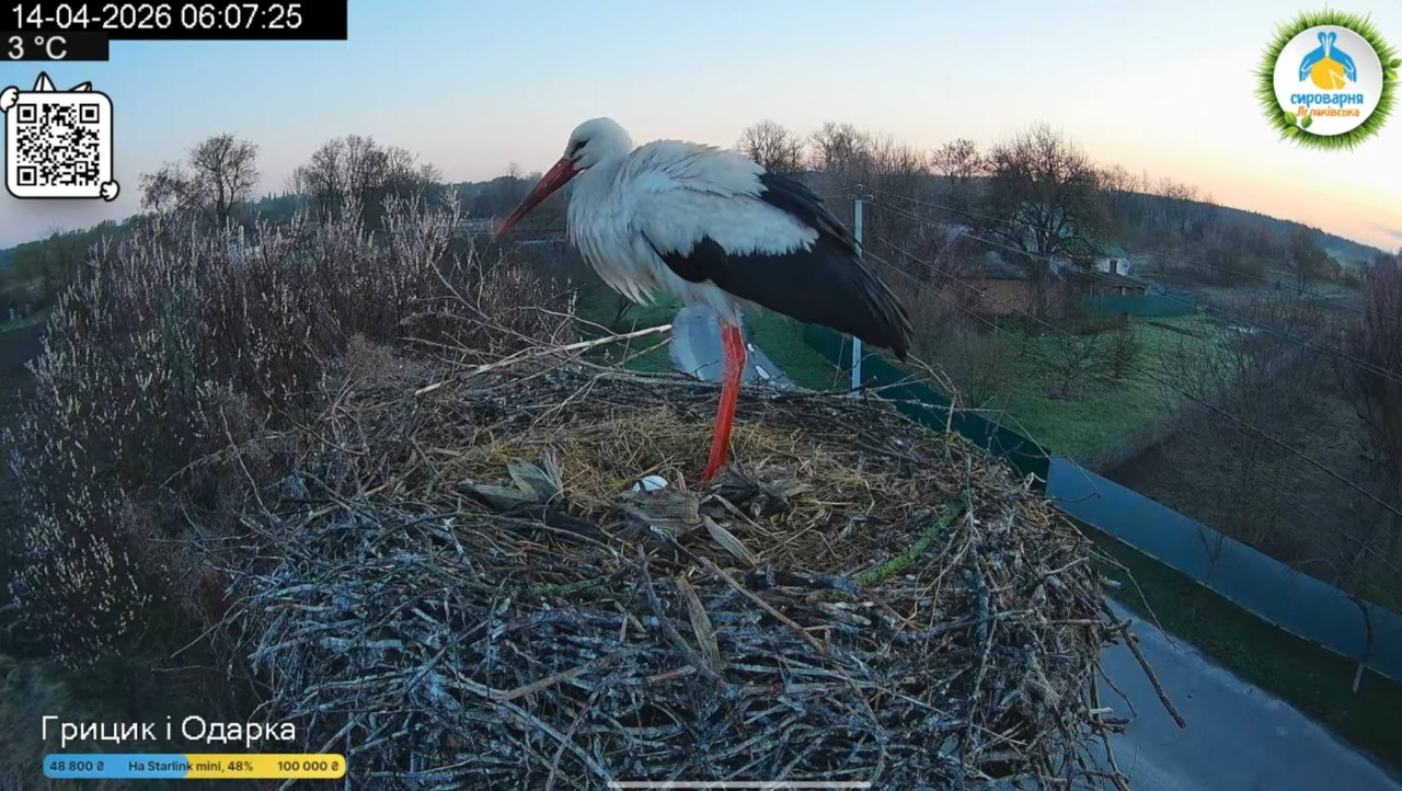 У гнізді лелек Грицька та Одарки з’явилося перше яйце: воно може бути від Леля