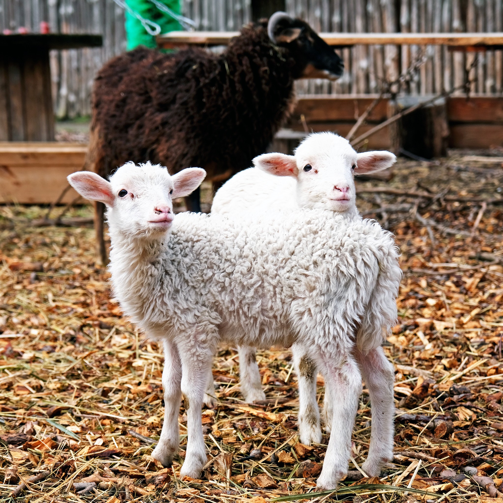 У КиївЗоо запрошують подивитися на грайливих маленьких ягнят
