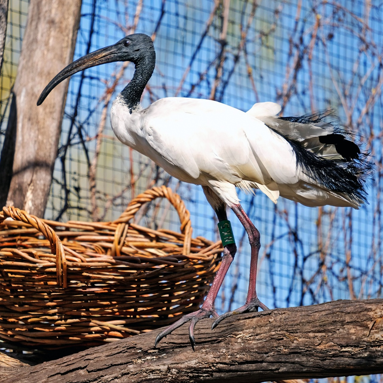 Птахи Київського зоопарку повертаються на літній майданчик: фото