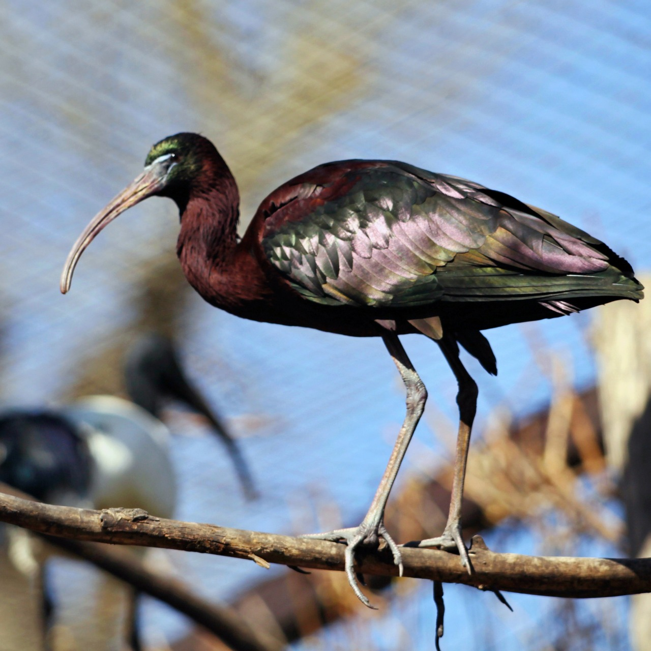 Птахи Київського зоопарку повертаються на літній майданчик: фото