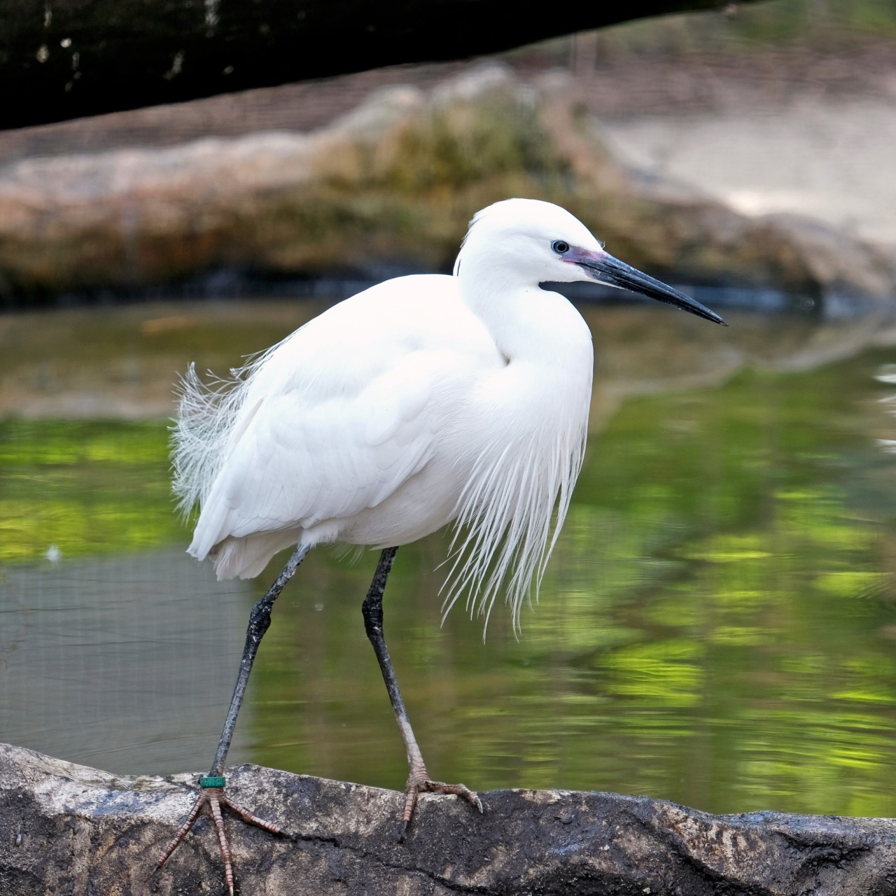 Птахи Київського зоопарку повертаються на літній майданчик: фото
