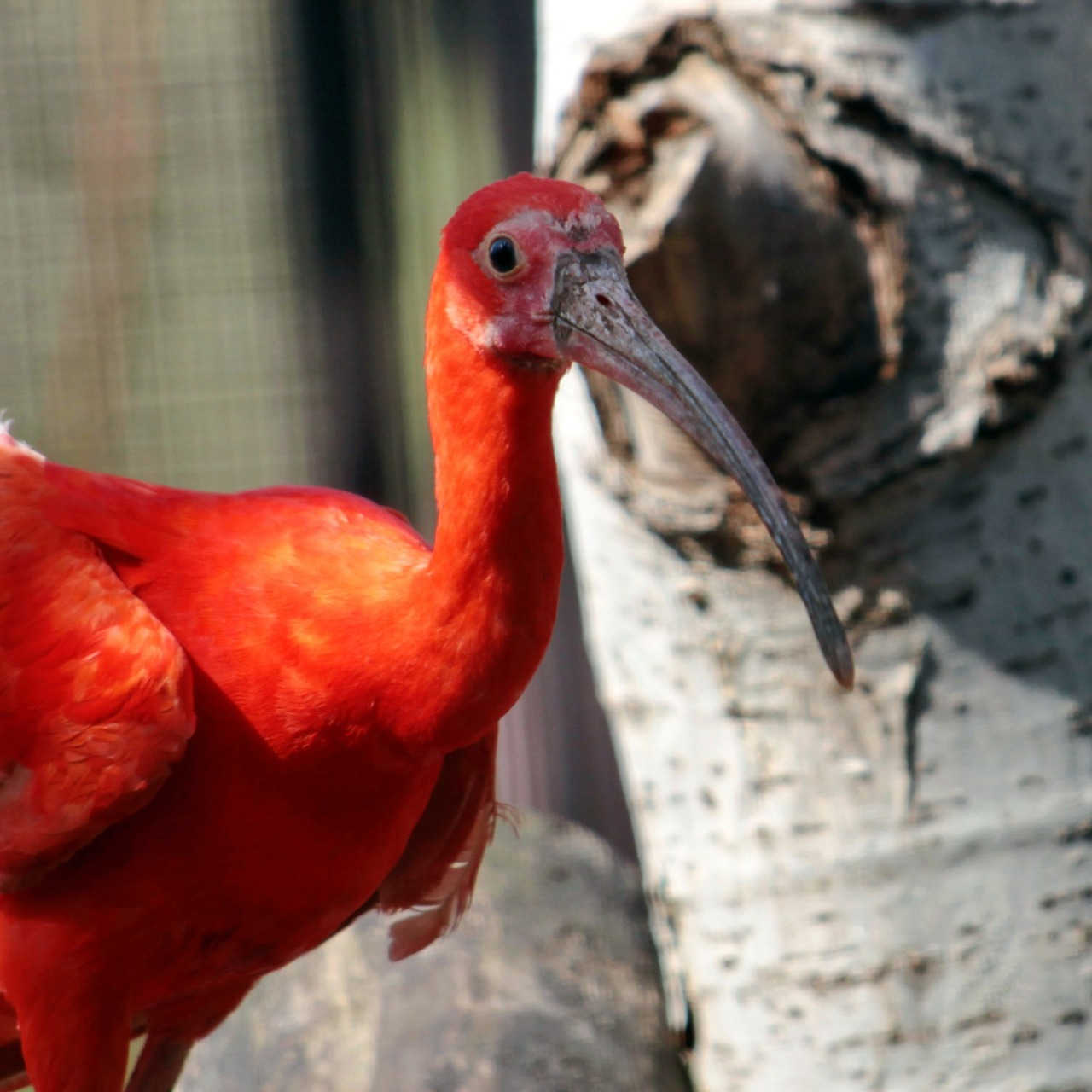 Птахи Київського зоопарку повертаються на літній майданчик: фото