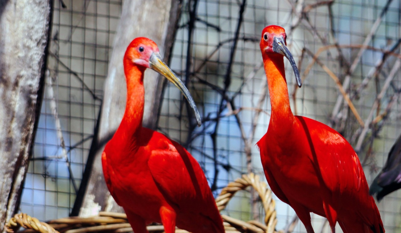 Птахи столичного зоопарку повертаються на літній майданчик: фото