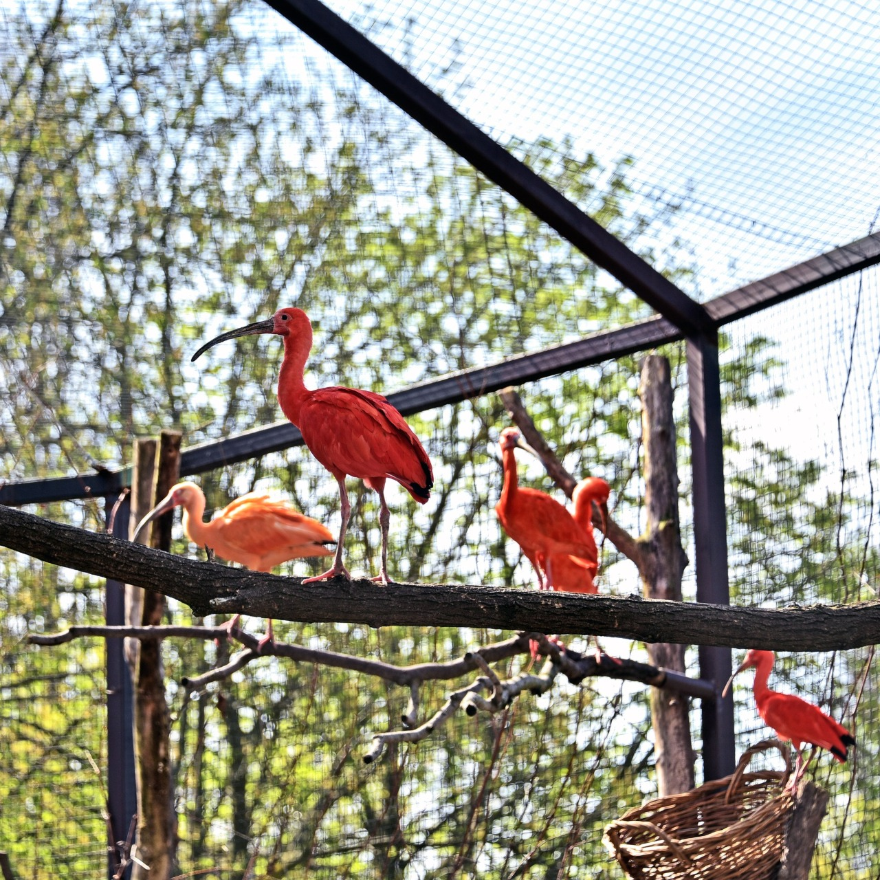 Птахи Київського зоопарку повертаються на літній майданчик: фото