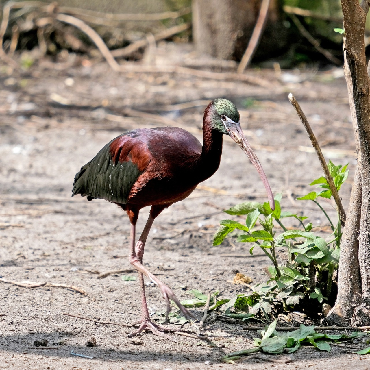 Птахи Київського зоопарку повертаються на літній майданчик: фото