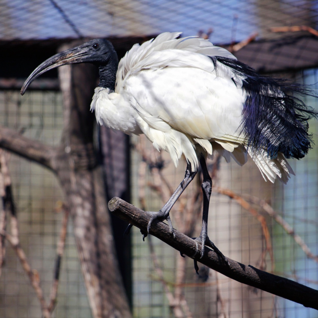 Птахи Київського зоопарку повертаються на літній майданчик: фото