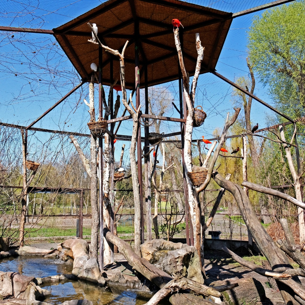 Птахи Київського зоопарку повертаються на літній майданчик: фото
