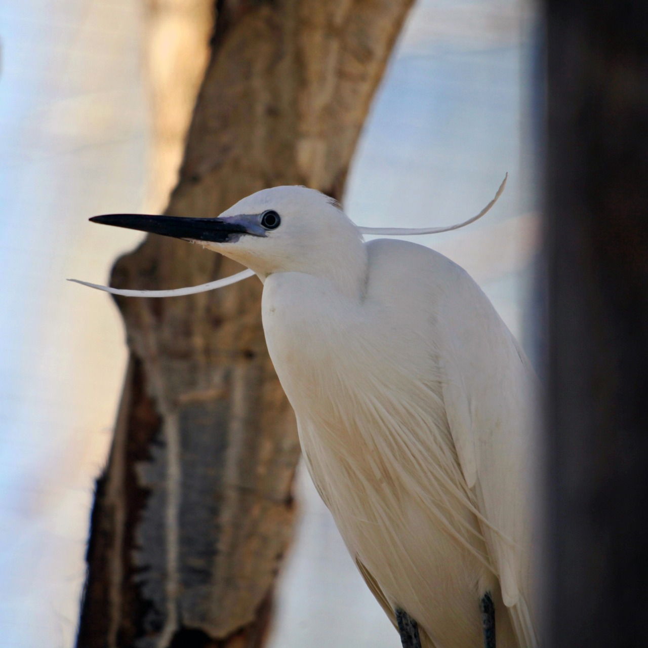 Птахи Київського зоопарку повертаються на літній майданчик: фото