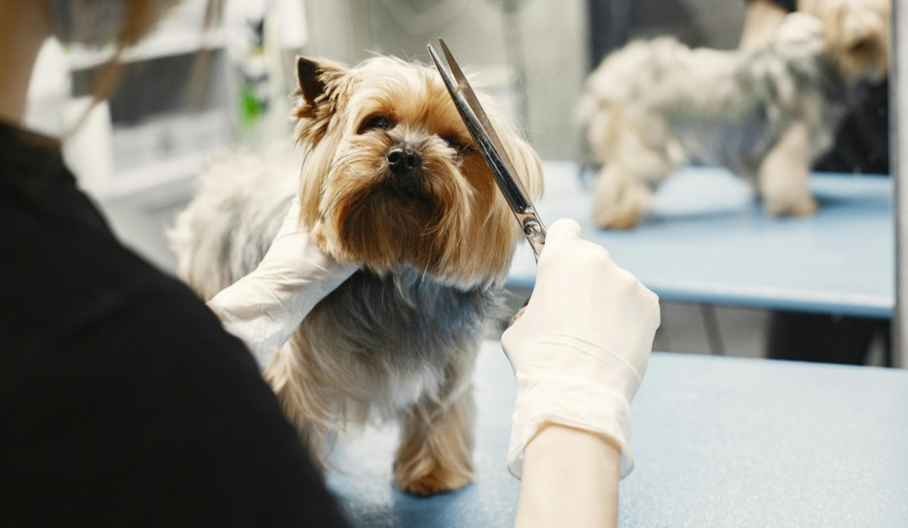 Знущання над собакою у столичному грумінг-салоні: поліція проводить перевірку