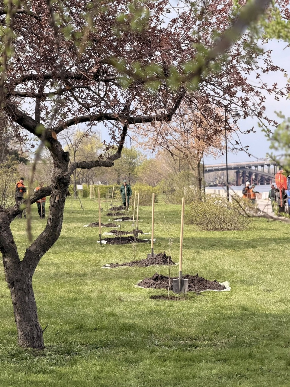 В Наводницькому парку у Києві висадили дуби Шевченка: фото