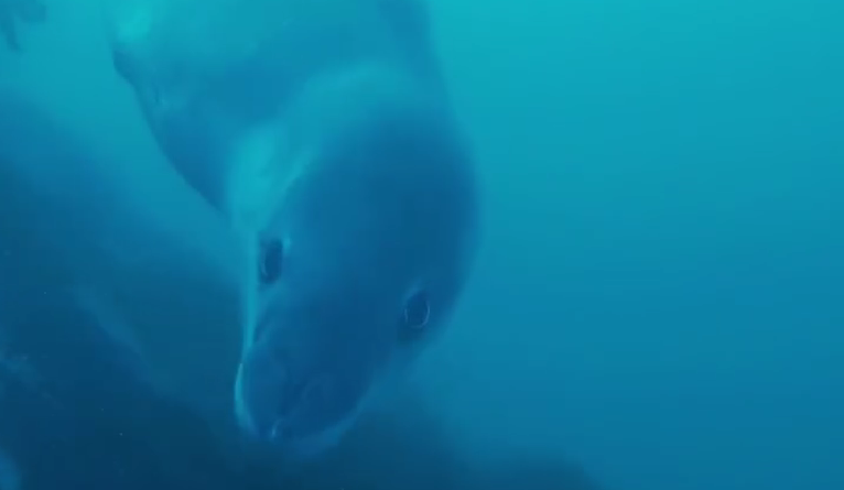 Українські полярники&nbsp;зустріли&nbsp;морського&nbsp;леопарда під водою: фото